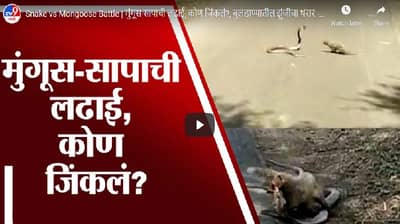 Snake vs Mongoose Battle | मुंगूस-सापाची लढाई, कोण जिंकलं?, बुलडाण्यातील झुंजीचा थरार