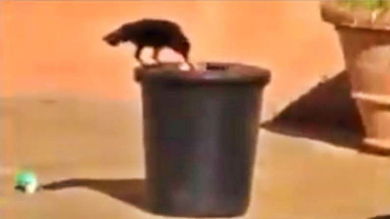VIDEO: माणसांना लाज वाटावी असं कावळ्याचं शहाणपण, व्हिडीओ पाहून तुम्हीही तोंडात बोट घालाल