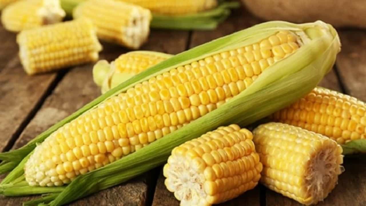 Health tips : आरोग्यासाठी अत्यंत फायदेशीर आहे मक्याचे कणीस, वाचा !
