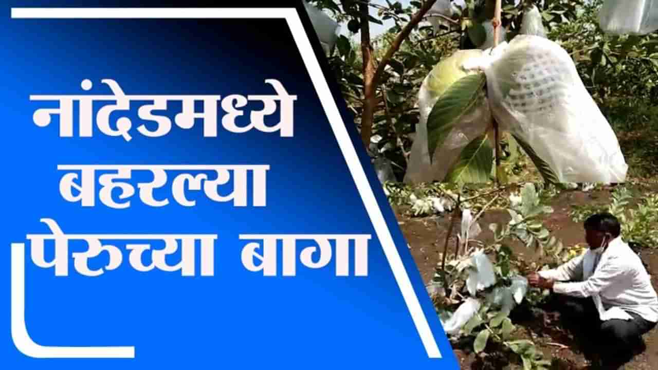 Nanded | मुखेड, देगलूर आणि बिलोली तालुक्यात बहरल्या पेरुच्या बागा