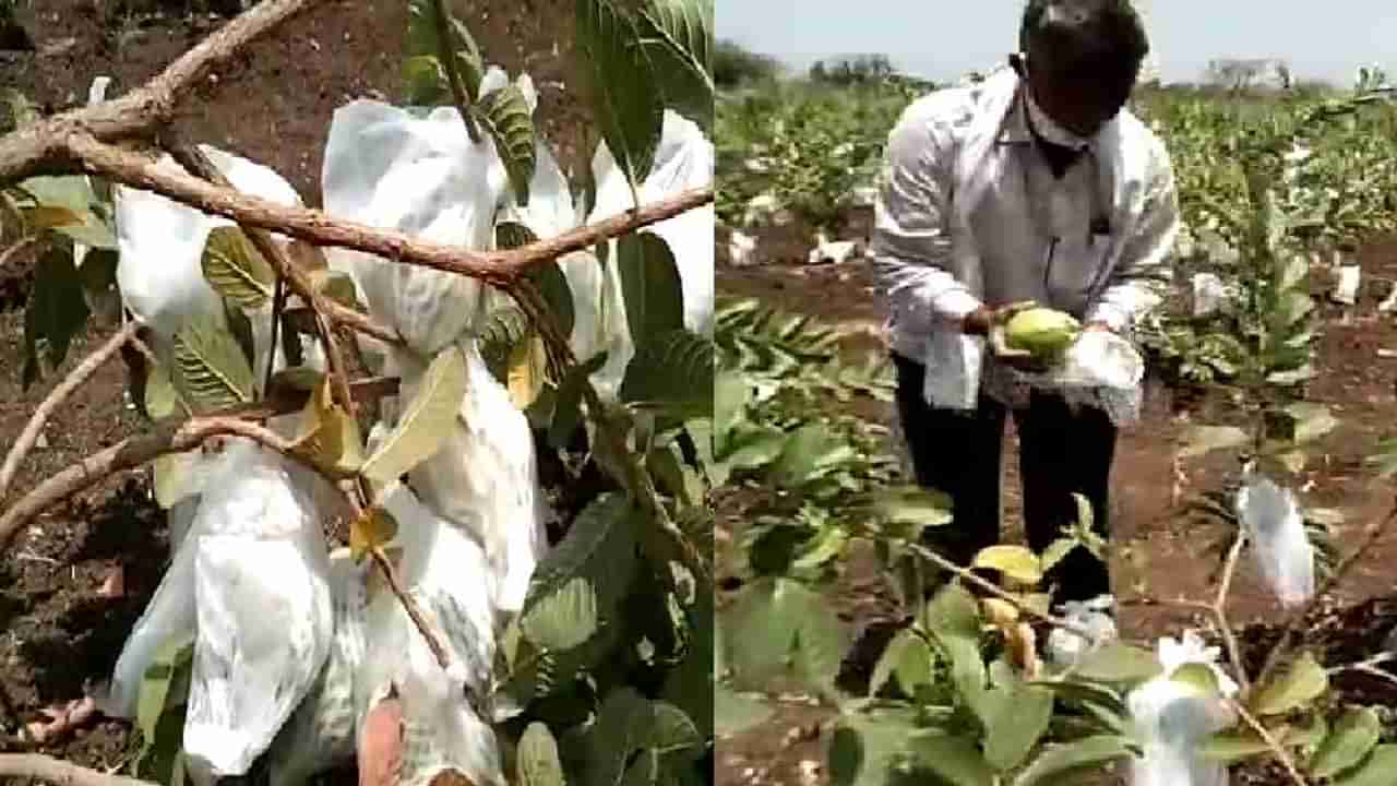 शुगर फ्री पेरुची शेती ठरतेय वरदान, मराठवाड्यात दुष्काळी भागात शेतकऱ्याला लाखोंचा फायदा