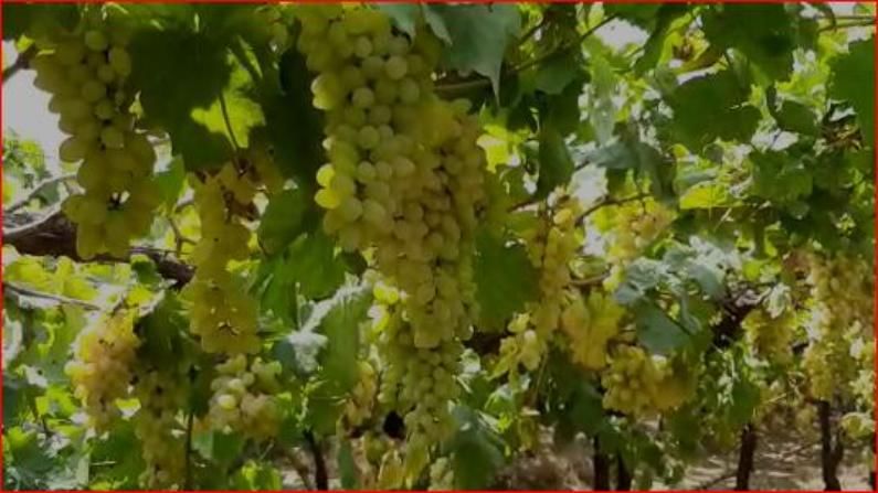 Immunity booster grapes : अशक्तपणा, कॅन्सरवर प्रभावी द्राक्षे, जाणून घ्या याचे आश्चर्यकारक फायदे