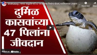 Sindhudurg | आचरा समुद्रकिनारी 47 कासवांच्या पिलांना सोडलं, वनविभागाचा उपक्रम