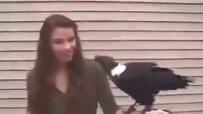 Video | हा कावळा चक्क बोलतो, पाहा नेमकं काय म्हणतो ?