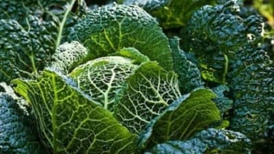 घरच्या घरी ट्राय करा कोबीच्या स्वादिष्ट  रेसिपी, जीभेवरुन चव जाणारच नाही!