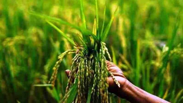 गोंदियातील शेतकऱ्यांना दिलासा; आता तालुक्यातील कुठल्याही शासकीय केंद्रात करता येणार धान विक्री