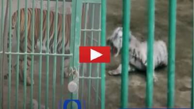 VIDEO | आईच काळ ठरली, वाघिणीचा पाय पडून औरंगाबादेत बछड्याचा करुण अंत