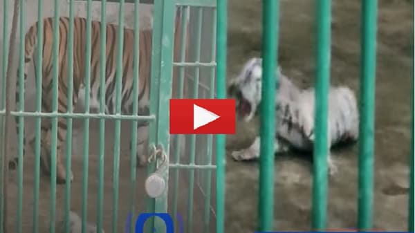 VIDEO | आईच काळ ठरली, वाघिणीचा पाय पडून औरंगाबादेत बछड्याचा करुण अंत