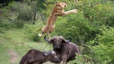 5 सेकंदात चितपट ! शिंगावर उचलताच सिंहाला पळता भूई थोडी, व्हिडीओ पाहाच