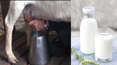 लैंगिक शक्ती ते हाडांची मजबुती, बकरीच्या दुधाचे सेवन ठरेल फायदेशीर