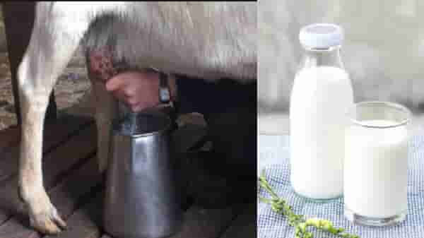 लैंगिक शक्ती ते हाडांची मजबुती, बकरीच्या दुधाचे सेवन ठरेल फायदेशीर