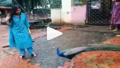 Video | ‘बिग बॉस’ फेम अभिनेत्रीवर मोराचा हल्ला, पाहा नेमकं काय घडलं...