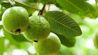 पेरु खा आणि रोगप्रतिकारक शक्ती वाढवा, वाचा याबद्दल अधिक !