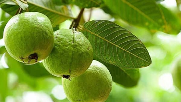 पेरु खा आणि रोगप्रतिकारक शक्ती वाढवा, वाचा याबद्दल अधिक !