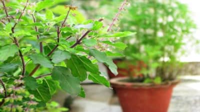 Health Tips : तुळशीची पाने चघळणे आरोग्यास हानिकारक, जाणून घ्या योग्य पद्धत