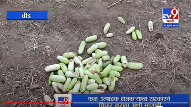 Beed | Corona | बीड जिल्ह्यात 10 दिवसाचा लॉकडाऊन झाल्याने फळ उत्पादक शेतकऱ्यांचं नुकसान