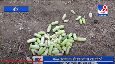 Beed | Corona | बीड जिल्ह्यात 10 दिवसाचा लॉकडाऊन झाल्याने फळ उत्पादक शेतकऱ्यांचं नुकसान