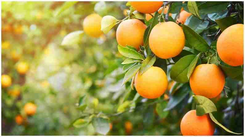 लिंबापासून संत्री, मोसंबीपर्यंत वर्षभर असते मागणी, या फळांच्या लागवडीतून अधिक कमाईची संधी