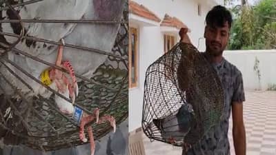 कबुतराच्या पायात चिनी भाषेतील टॅग, नक्षल्यांनी हेरगिरी केल्याचा संशय