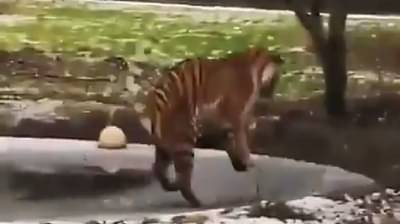 Video | आधी बर्फावर रॅम्प वॉक, नंतर असं घडलं की मध्येच वाघाची शिट्टी गुल; पाहा व्हिडीओ
