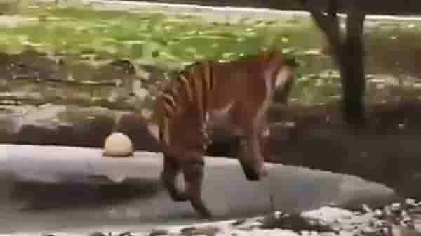 Video | आधी बर्फावर रॅम्प वॉक, नंतर असं घडलं की मध्येच वाघाची शिट्टी गुल; पाहा व्हिडीओ