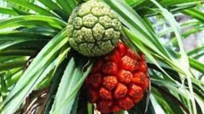 केवड्याच्या लागवडीतून भरघोस उत्पन्न मिळवत आहेत शेतकरी, जाणून घ्या कशी करायची याची शेती