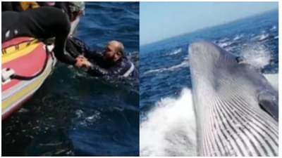 Viral Video | व्हेल माशाची बोटीला टक्कर; माणूस थेट समुद्रात, पाहा थरारक व्हिडीओ