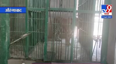 भक्तीची कूस पुन्हा रिती, सिद्धार्थ उद्यानातील दुसऱ्याही बछड्याचा मृत्यू, दोन्ही पिल्लांसाठी वाघीणच ठरली काळ