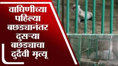 Aurangabad | औरंगाबादच्या सिद्धार्थ प्राणिसंग्रहालयातील दोन बछड्यांचा दुर्दैवी मृत्यू