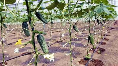 मॉडर्न शेतीतून शेतकऱ्यांना सर्वाधिक फायदा, प्रीसिजन फार्मिंगमधून वाढेल उत्पादन