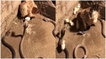 Video | आपल्या पिलांसाठी आई तब्बल तीन सापांशी भिडली, पाहा कोंबडीचा थरारक लढा