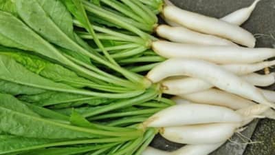 या चार फळ-भाज्यांसोबत मुळा खाणे टाळाच, अन्यथा आरोग्याच्या समस्या उद्भवतील!