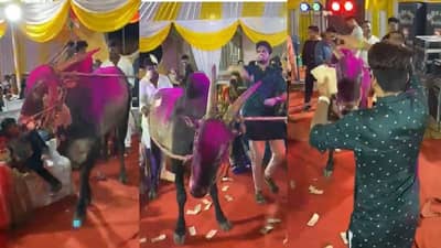 Video: अती शहाणा त्याचा हळदीत बैल रिकामा, बाप लेकाविरोधात अखेर गुन्हा दाखल