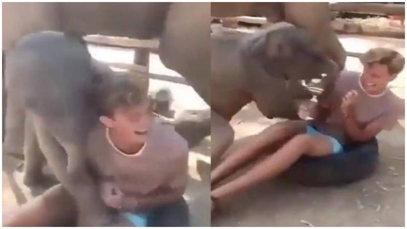 Viral Video : हत्तीच्या पिलाचे माणसासोबत नखरे, लोक म्हणतायत 'नटखट है ये बालक', व्हिडीओ पाहाच