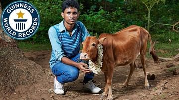 जगातील सर्वात छोटी गाय, लांबी फक्त दोन फुट, भारतातील या गायीचं दूधही उच्च प्रतीचं