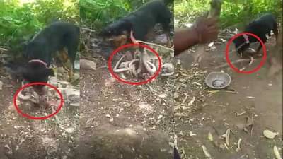 Video: धोक्याची चाहुल, ज्युली खवळली, नागाचा मुडदा पाडला, लेकराचा जीव वाचवला, पाहा हा अफलातून व्हिडीओ