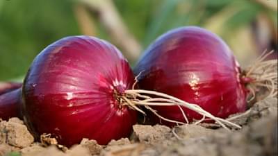 रासायनिक खतांचा वापर न करता कांदा पिकवला, बाजारपेठेत मिळाला विक्रमी भाव