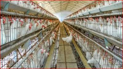 कोंबड्यांनी अंडी दिली नाहीत, पुण्यातील पोल्ट्री चालकाची पोलिसात तक्रार