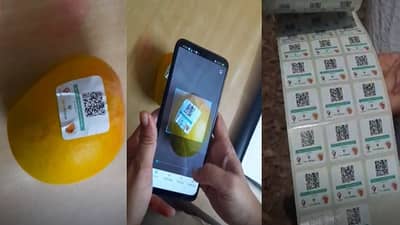 ओरिजनल हापूस कसा ओळखणार? कोकणातील बागायतदारांचा मॉडर्न फंडा, प्रत्येक आंब्यावर क्युआर कोड