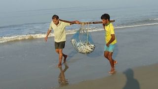 चाऱ्याच्या निर्मितीद्वारे आर्थिक कमाईची संधी, सांगलीतील हे गाव चारा शेतीमध्ये अग्रेसर