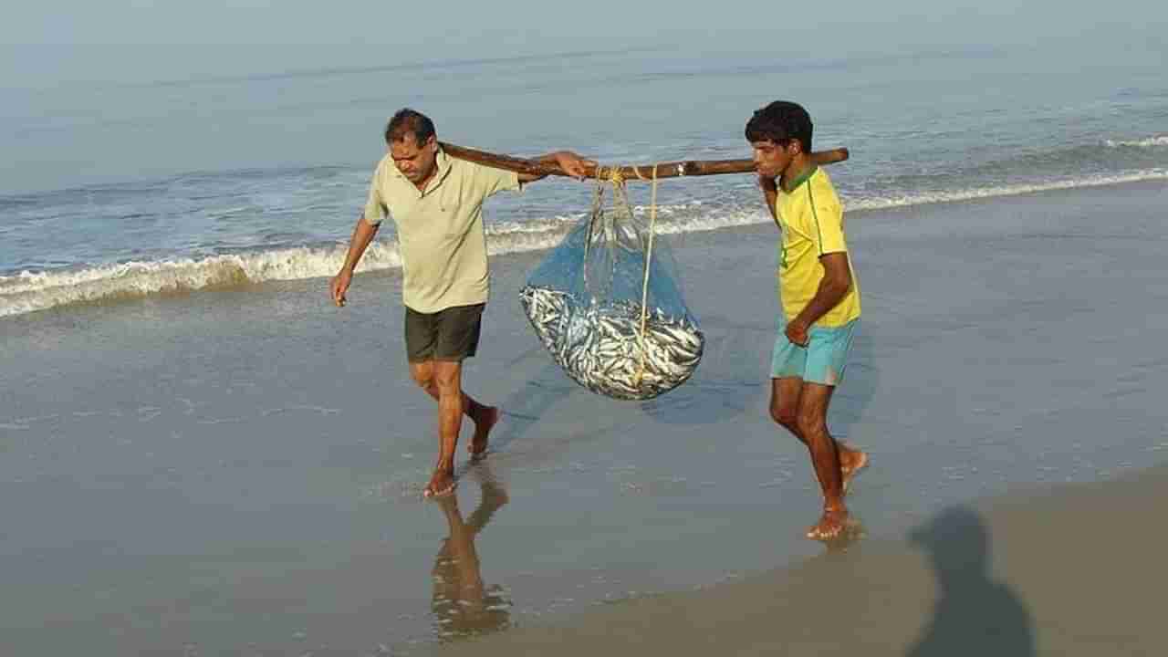 मत्स्यपालन ठरेल आर्थिक कमाईचा राजमार्ग, पेंग्बा मासे विक्रीतून एक व्यक्ती 45 लाखांची उलाढाल करतेय