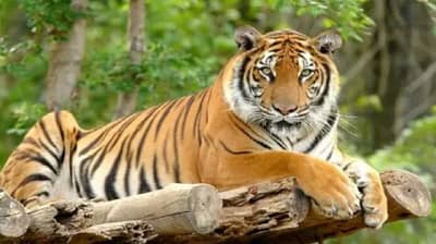 माझी जमीन, माझं राज्य ! भर रस्त्यात वाघाने मारली बैठक, पुढे काय झालं ?