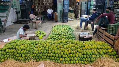 हापूस खरेदीसाठी मुंबई एपीएमसी मार्केटमध्ये जात असाल तर सावधान! तुमची फसवणूक होऊ शकते