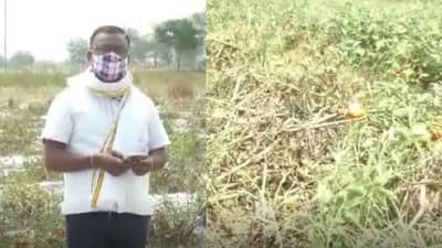 भाजी विकून भज्याचेही पैसे निघेनात, शेतकऱ्यांनी जगायचं कसं?