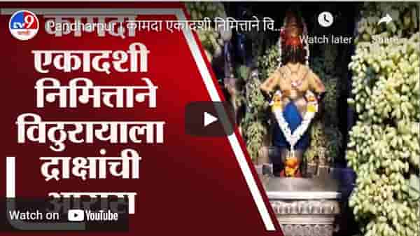 Pandharpur | कामदा एकादशी निमित्ताने विठुरायाला द्राक्षांची आरास, मंदिरात आकर्षक सजावट