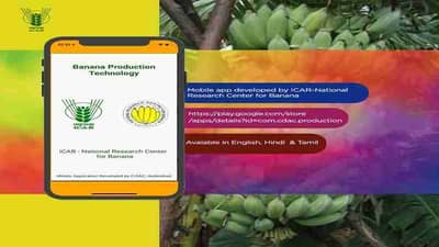 केळी बागायतदारांसाठी मोबाईल अॅप लॉन्च; आता एका क्लिकवर मिळणार सर्व माहिती