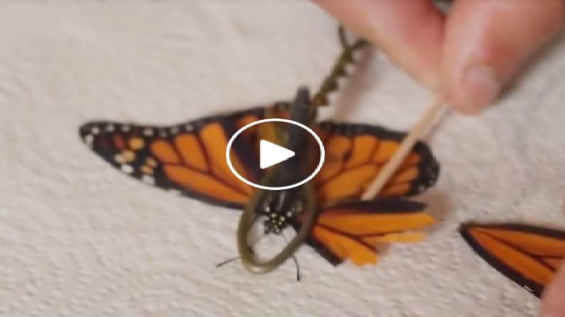 Video | फुलपाखराचं ऑपरेशन कधी पाहिलंत ?, नसेल तर हा खास व्हिडीओ पाहाच Video | फुलपाखराचं ऑपरेशन कधी पाहिलंत ?, नसेल तर हा खास व्हिडीओ पाहाच