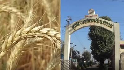 काळ्या गव्हाची लागवड करणाऱ्या शेतकऱ्यांनो इकडं लक्ष द्या, गहू संशोधन केंद्राचा महत्वाचा इशारा