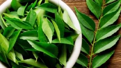 रोगप्रतिकारक शक्ती वाढवण्यासाठी कढीपत्ता अत्यंत फायदेशीर, वाचा याबद्दल अधिक !