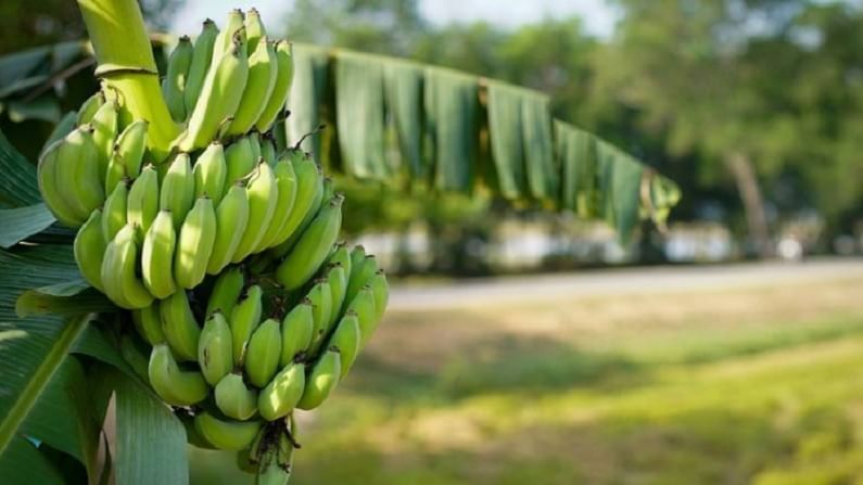 पिकलेली केळी खाणे बद्धकोष्ठतासाठी चांगले आहे. मात्र, चुकूनही यादरम्यान कच्ची केळी खाऊ नये. यामुळे बद्धकोष्ठतेचा त्रास वाढण्याची शक्यता असते. 